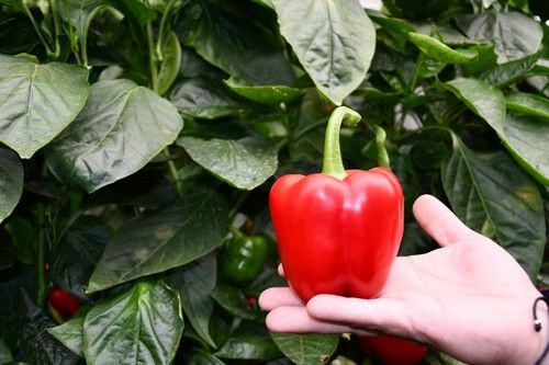 Fruto excepcional de abajo a arriba de la planta.