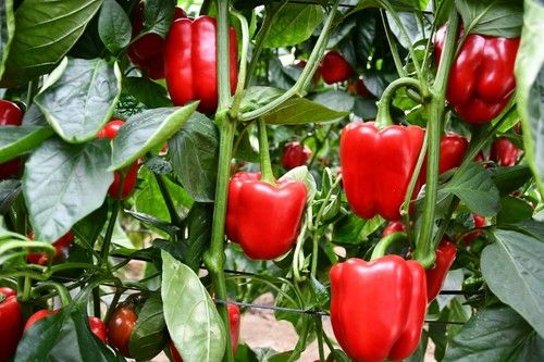 Bikos aguanta bien en planta en rojo.