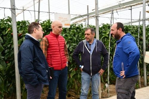 Intercambiando impresiones sobre esta novedad del catálogo del pimiento California.