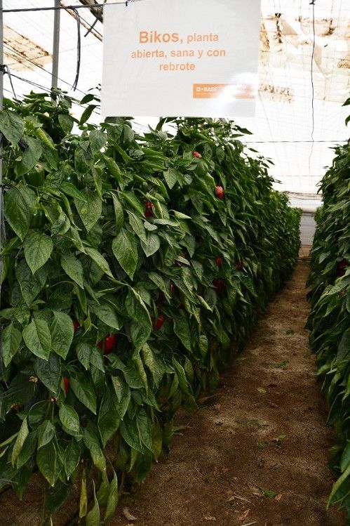 Planta de Bikos