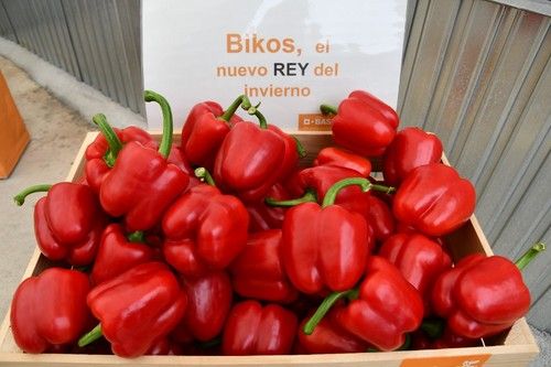 Bikos está llamado a ser un nuevo rey del cultivo de invierno.