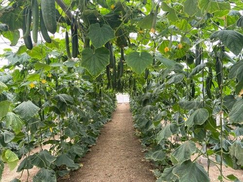 Abysal RZ está indicado para ciclos tardíos de septiembre- octubre