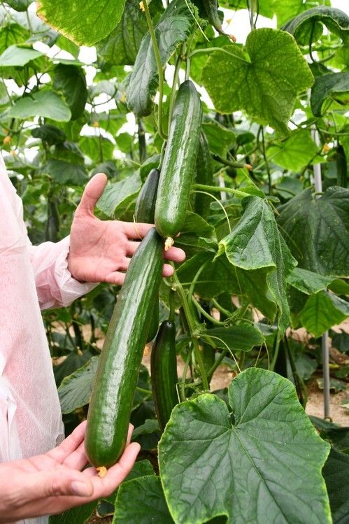 Frutos parejos y bien rellenos