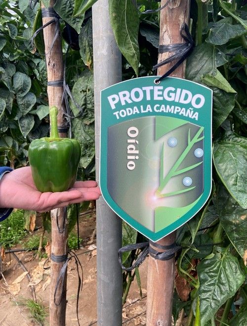 Alta protección contra el oídio