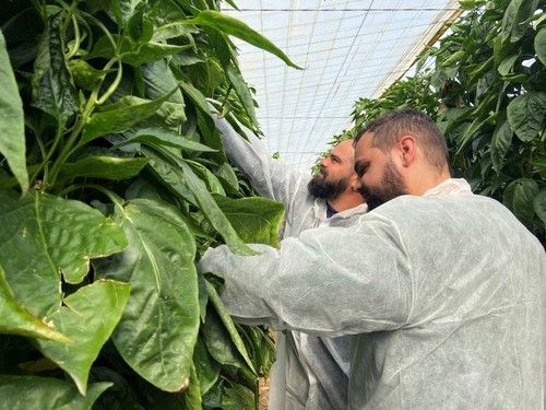 Agricultores comprobando las bondades de Atabal RZ en la planta