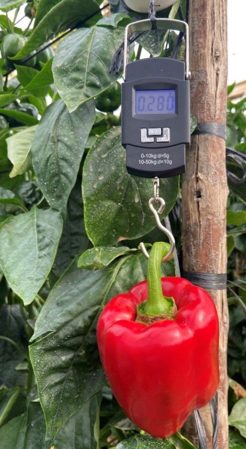 Pimiento pesado y color rojo intenso