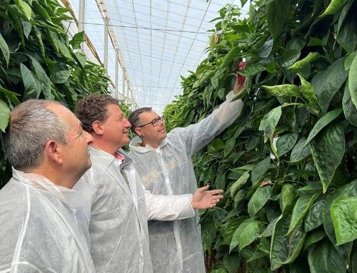José Luis Ruipérez, especialista de pimiento de Rijk Zwaan, junto a varios agricultores