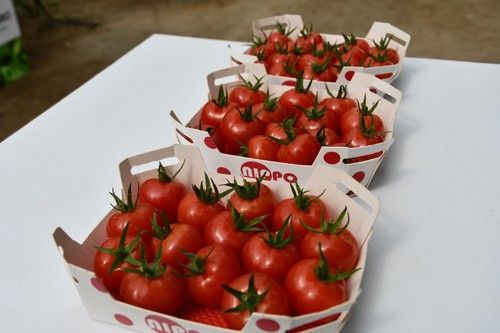 Nippo tiene un fruto carnoso y de gran jugosidad, de un color rojo brillante.
