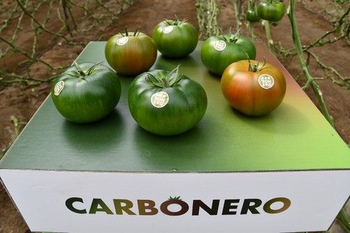 Carbonero tiene un frtuo liso redonde de color verde oscuro con hombros muy marcados.