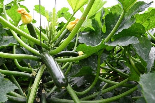 Frutos con cicatriz pistilar pequeña