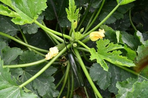 Gaia es una variedad para invierno con resistencia a oídio