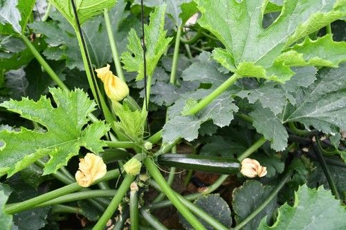 Gaia destaca por su alta producción y excelente conservación