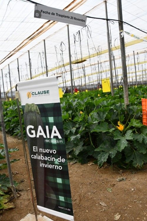 Gaia es para trasplantes de finales de octubre hasta principios de diciembre.