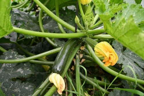 Planta abierta de entrenudo corto