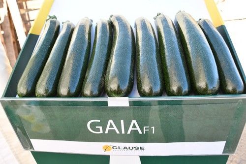 Los frutos de Gaia son homogéneos en longitud y forma