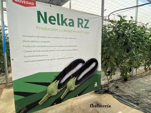 Indicado para la segunda quincena de agosto y primeros de septiembre