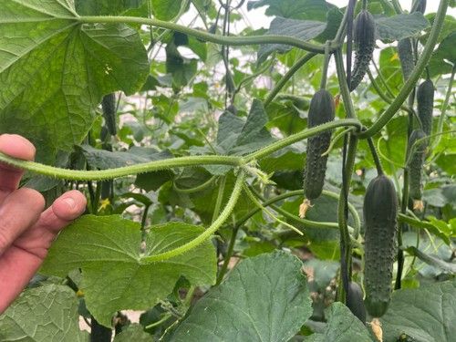 Una variedad muy productiva con coyunturas que dan de uno a tres frutos