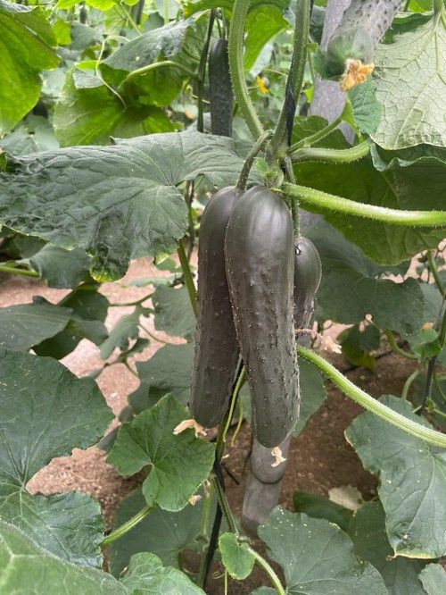 Su vigor la hace muy fácil de llevar para el agricultor