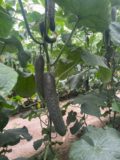 Denzel es una planta fuerte, que se mantiene productiva incluso en invierno