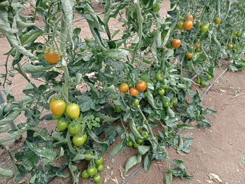 Incluso en la caída, mantiene los niveles de producción y calidad del fruto