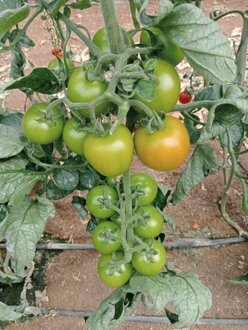 Mantiene los frutos homogéneos