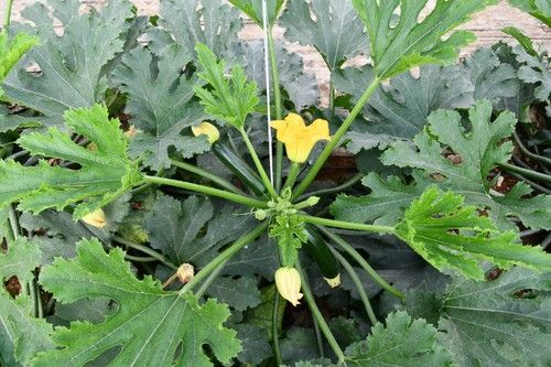 Dharma tiene un buen buen vigor de la planta facilitando su manejo