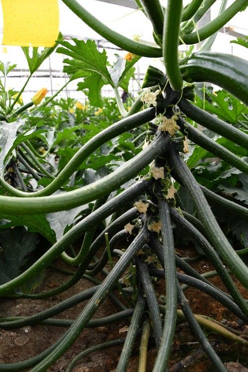 Alta producción de Mandala