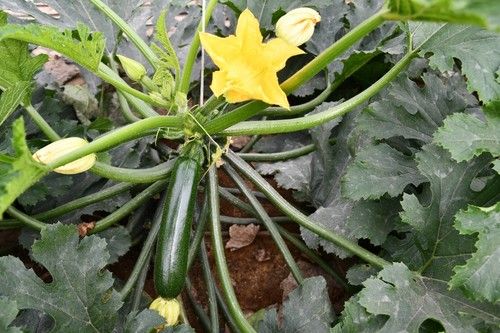 Mandala F1 es una variedad para septiembre y para trasplantes de diciembre en adelante.