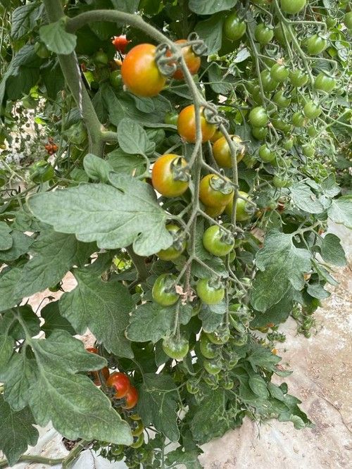 La potencia del 'porta' se ve reflejada en el calibre que consiguen los frutos