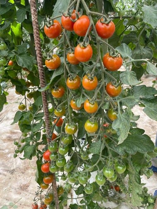 Carbonite ayuda a los frutos a madurar antes que los 'portas' de la competencia