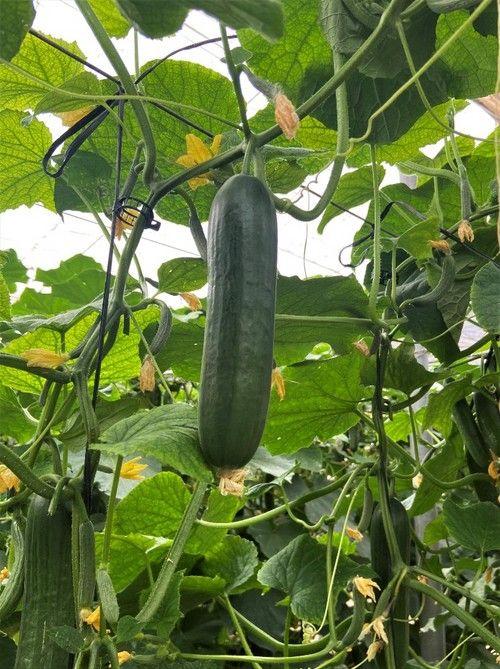 Pepino de color oscuro