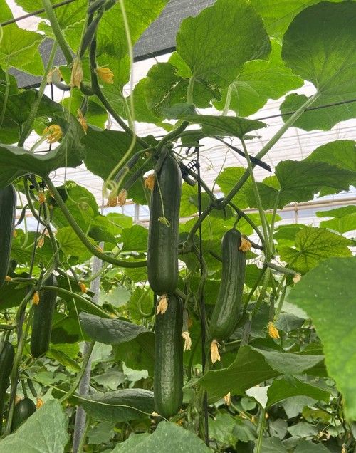 Frutos de excepcional tamaño