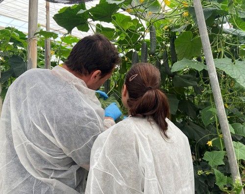 Visitantes a las jornadas comprobando la sanidad de la hoja