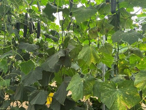 A la izquierda, blueleaf y a la derecha un cultivo convencional sin resistencia y al que le ha afectado mucho el pulgón