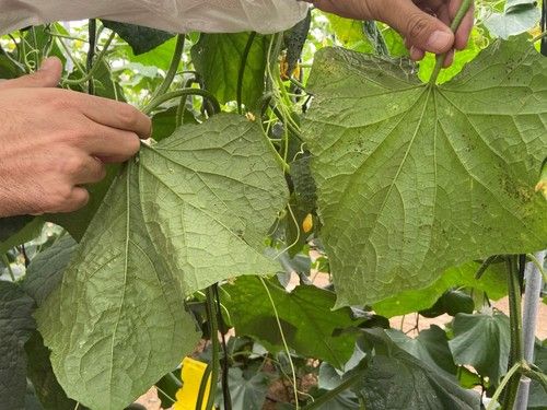 Diferencia entre una hoja blueleaf limpia (izqda) y otra normal, en la que el pulgón tiene una alta incidencia