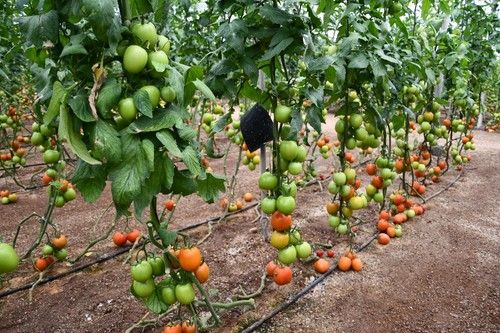 La finca estaba en Níjar.