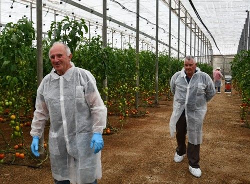 Muchos agricultores se han interesado por Sargento.
