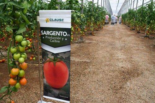 Sargento tiene una planta con buena altura total y al primer nudo.