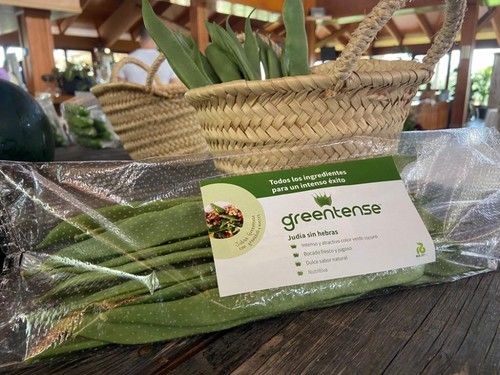 Judía Greentense