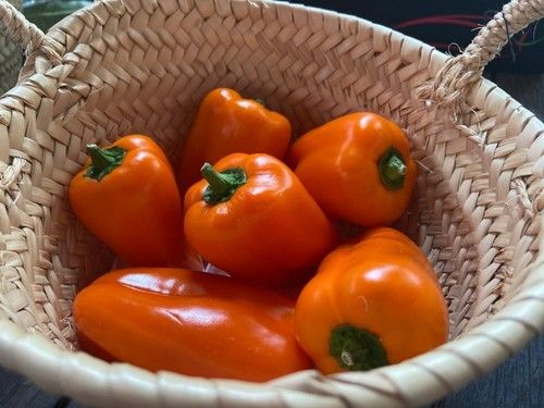 Pimiento Tatayoyo RZ