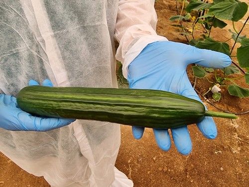 El fruto de Calado no amarillea