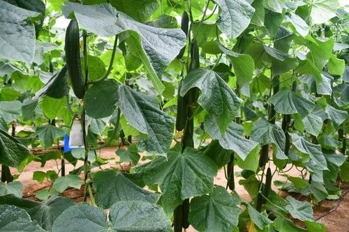 Planta de vigor medio-alto, con entrenudos cortos.