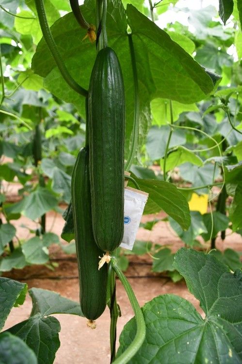 Esta novedad de Nunhems sigue las características de la línea Q-Verde