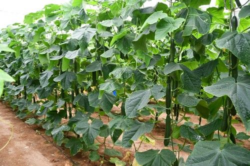 La alta producción es uno de los rasgos característicos de Calado.