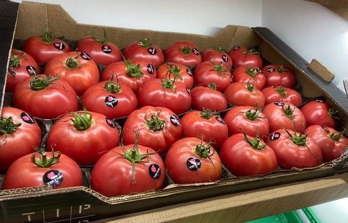 Tomate Tip Top