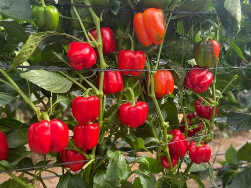 Frutos muy consistentes y bien formados