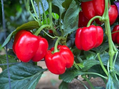 Vira muy rápido a rojo
