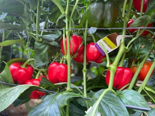 Plantas de entrenudo corto