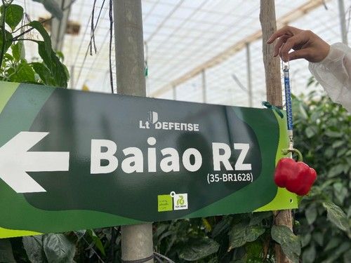 Pesos de unos 200 gramos por pieza