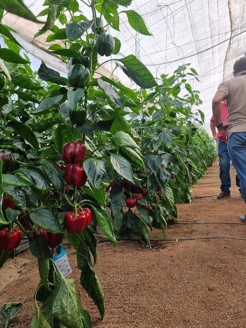  Arconte (BF 192474) tiene una planta más aireada que la otra novedad presentada esta semana.